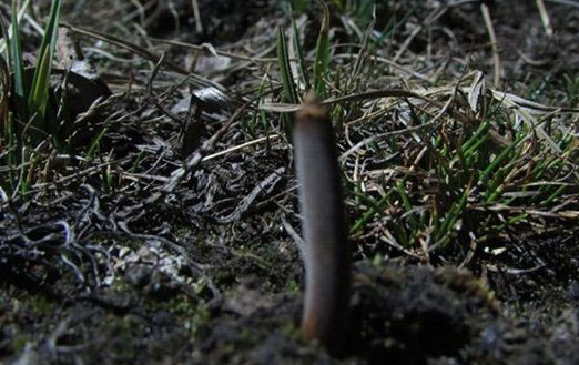 动物因人类而死亡?因人类而濒危的10大生物115 / 作者:伤我心太深 / 帖子ID:47616