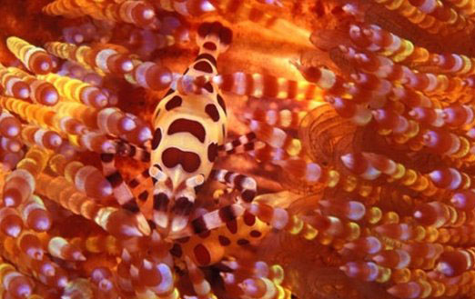 什么动物爱伪装?盘点善于伪装的10大海洋生物(带图)864 / 作者:伤我心太深 / 帖子ID:47617