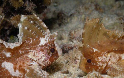 什么动物爱伪装?盘点善于伪装的10大海洋生物(带图)335 / 作者:伤我心太深 / 帖子ID:47617