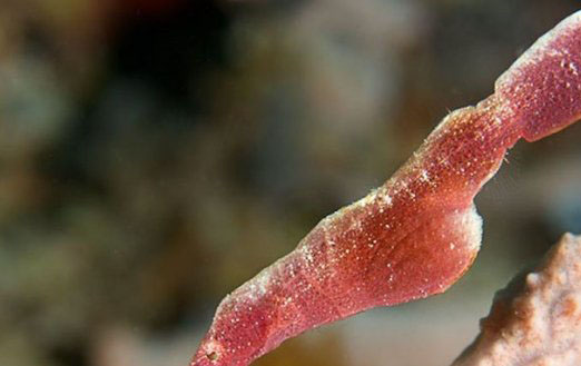 什么动物爱伪装?盘点善于伪装的10大海洋生物(带图)737 / 作者:伤我心太深 / 帖子ID:47617
