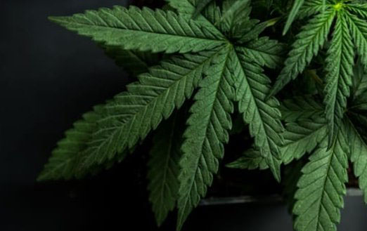 哪些植物一碰人就会死?生活中致人死亡的十大植物549 / 作者:UFO外星人爱好者 / 帖子ID:47605