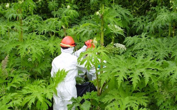 什么植物可以让人致死?盘点可以毒死人的10种植物914 / 作者:UFO外星人爱好者 / 帖子ID:47597