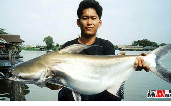 哪些海洋生物濒临灭绝?盘点海洋最珍惜的10大鱼类923 / 作者:UFO外星人爱好者 / 帖子ID:47673