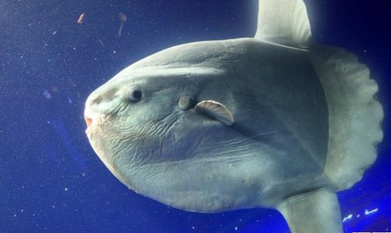 哪些海洋生物濒临灭绝?盘点海洋最珍惜的10大鱼类716 / 作者:UFO外星人爱好者 / 帖子ID:47673