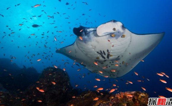 哪些海洋生物濒临灭绝?盘点海洋最珍惜的10大鱼类370 / 作者:UFO外星人爱好者 / 帖子ID:47673