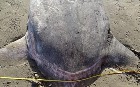哪些海洋生物濒临灭绝?盘点海洋最珍惜的10大鱼类610 / 作者:UFO外星人爱好者 / 帖子ID:47673
