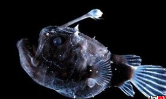 深海里有什么生物?深海中长相奇怪的10种动物432 / 作者:伤我心太深 / 帖子ID:47679