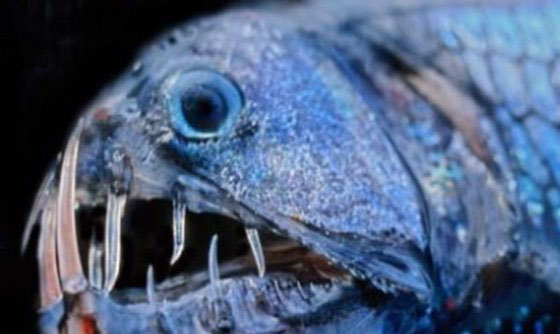 深海里有什么生物?深海中长相奇怪的10种动物238 / 作者:伤我心太深 / 帖子ID:47679