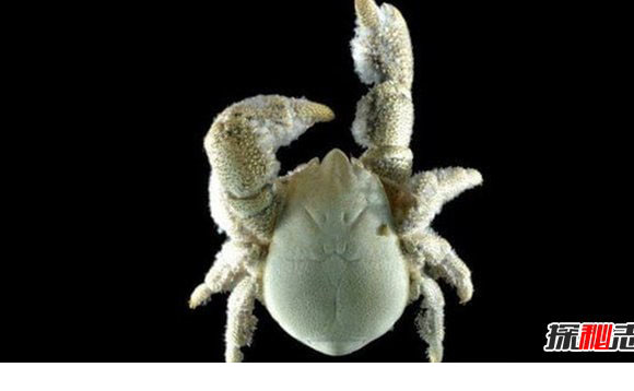 南极生活的动物有哪些?南极的10大神秘生物289 / 作者:伤我心太深 / 帖子ID:47683