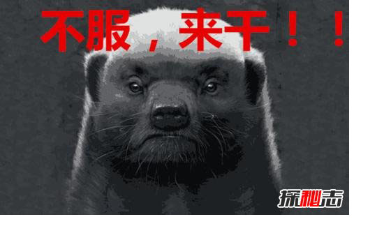 平头哥是什么梗？平头哥是什么动物？蜜獾为什么叫平头哥720 / 作者:UFO外星人爱好者 / 帖子ID:47783