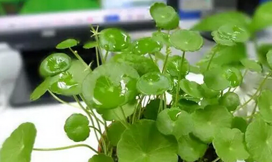 家里种什么植物好，这八种招财又旺宅635 / 作者:UFO外星人爱好者 / 帖子ID:47874