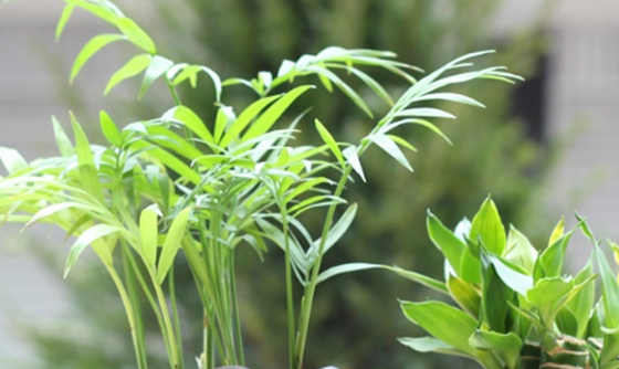 家里种什么植物好，这八种招财又旺宅138 / 作者:UFO外星人爱好者 / 帖子ID:47874