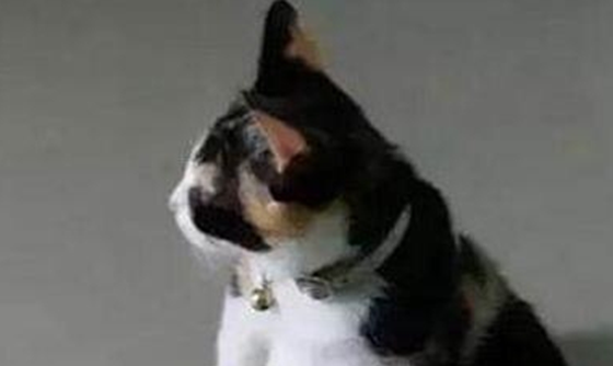 新手养猫要注意什么,铲屎官都不知道330 / 作者:UFO外星人爱好者 / 帖子ID:47799