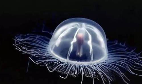 灯塔水母真的永生吗,最长寿的生物揭秘815 / 作者:UFO外星人爱好者 / 帖子ID:47896