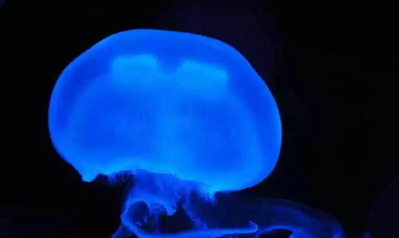 地球已知十大最古老的物种,涨知识836 / 作者:UFO外星人爱好者 / 帖子ID:47776