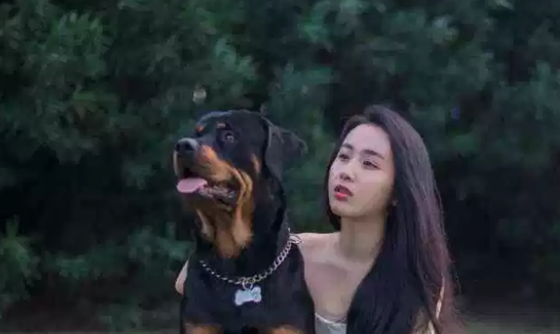 世界十大最优秀的护卫犬 德国牧羊犬仅第七,藏獒上榜592 / 作者:UFO外星人爱好者 / 帖子ID:47805