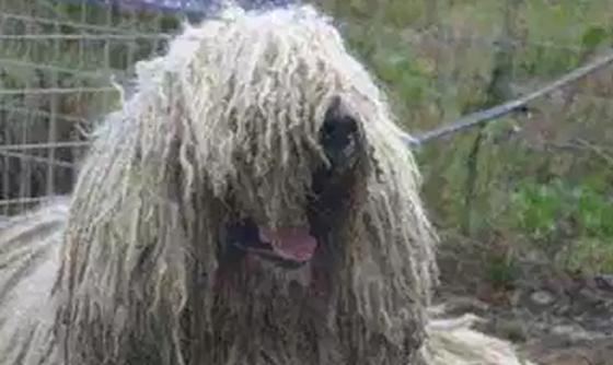 世界十大最优秀的护卫犬 德国牧羊犬仅第七,藏獒上榜322 / 作者:UFO外星人爱好者 / 帖子ID:47805