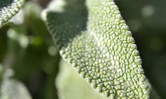 世界最有价值的十大药用植物 第四、第六皆能预防癌症305 / 作者:UFO外星人爱好者 / 帖子ID:47818