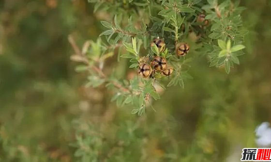 世界最有价值的十大药用植物 第四、第六皆能预防癌症925 / 作者:UFO外星人爱好者 / 帖子ID:47818