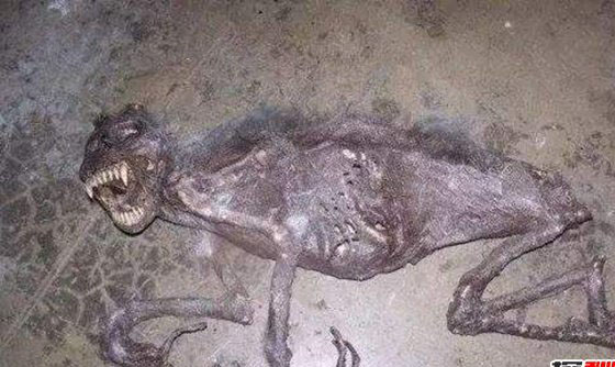 十大神秘生物怪兽档案 卓柏卡布拉牙齿尖利会吸血896 / 作者:UFO外星人爱好者 / 帖子ID:47802