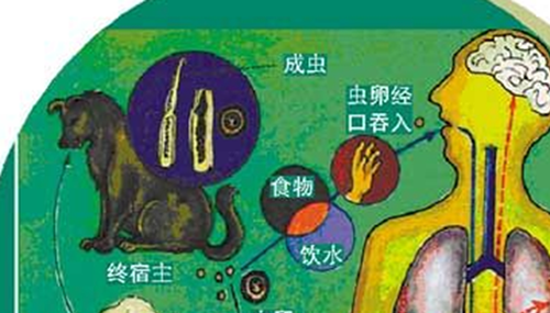 胸部寄生虫是什么,怎么辨别皮肤有寄生虫681 / 作者:伤我心太深 / 帖子ID:48229