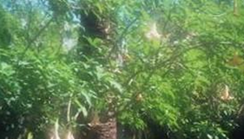 中国神秘事件有哪些,贵州遵义时光隧道能倒退一小时803 / 作者:UFO外星人爱好者 / 帖子ID:48056