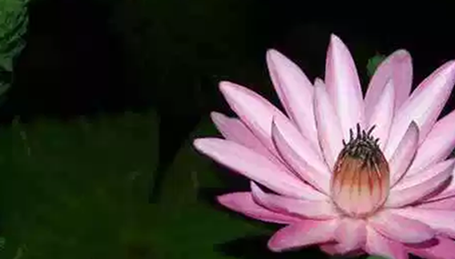 什么花在夜晚开放,十大只在夜间开放的花朵723 / 作者:UFO外星人爱好者 / 帖子ID:48124