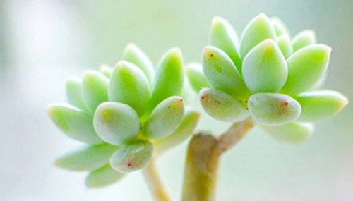 哪些植物具有神奇之处,大自然植物的十大奇特之处527 / 作者:小深 / 帖子ID:48295