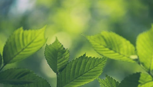 哪些植物具有神奇之处,大自然植物的十大奇特之处339 / 作者:小深 / 帖子ID:48295