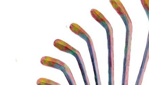 地球还存在史前生物吗,世界十大无害的史前生物978 / 作者:小深 / 帖子ID:48290