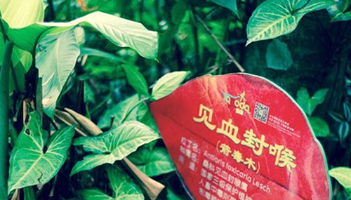 自然界致命植物有哪些,盘点世界十大毒王植物247 / 作者:伤我心太深 / 帖子ID:48228