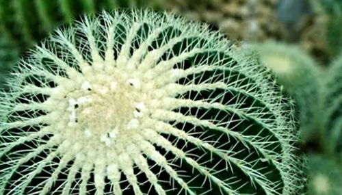 沙漠中最顽强的十大植物,圆桶掌能在地下存活达6年129 / 作者:UFO外星人爱好者 / 帖子ID:48086