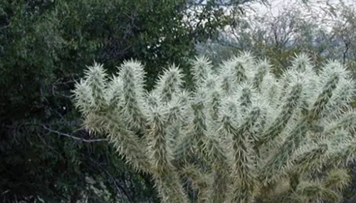 沙漠中最顽强的十大植物,圆桶掌能在地下存活达6年532 / 作者:UFO外星人爱好者 / 帖子ID:48086