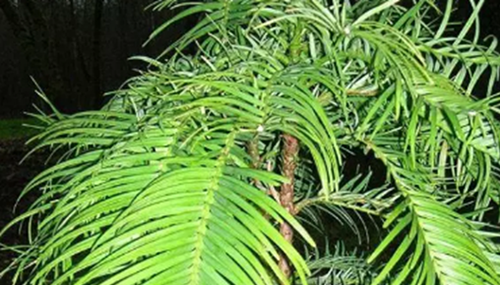 沙漠中最顽强的十大植物,圆桶掌能在地下存活达6年632 / 作者:UFO外星人爱好者 / 帖子ID:48086