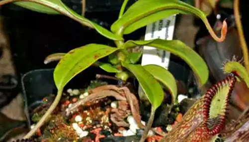 食肉植物有哪些,十大美丽又致命的食肉植物419 / 作者:UFO外星人爱好者 / 帖子ID:48113