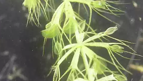 食肉植物有哪些,十大美丽又致命的食肉植物433 / 作者:UFO外星人爱好者 / 帖子ID:48113