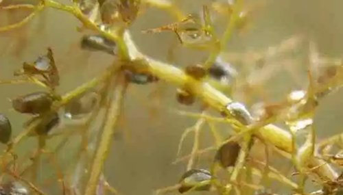 食肉植物有哪些,十大美丽又致命的食肉植物536 / 作者:UFO外星人爱好者 / 帖子ID:48113