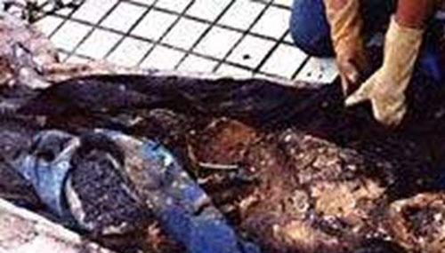 邓丽君尸变的真实事情,荫尸诅咒导致两兄弟先后死亡683 / 作者:UFO外星人爱好者 / 帖子ID:48173