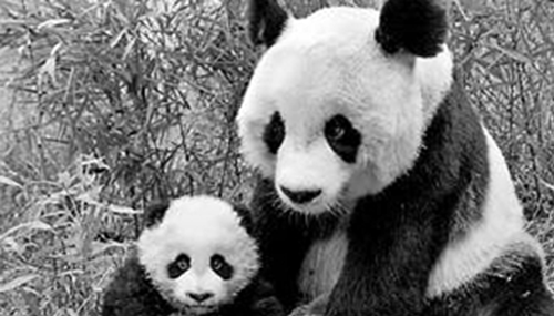 最大的动物是什么?430 / 作者:明明是我 / 帖子ID:48698