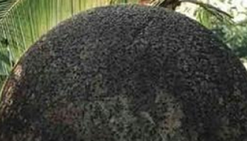 江西鄱阳湖怪火扰村民，至今无解的十二大千古之谜446 / 作者:小深 / 帖子ID:48570