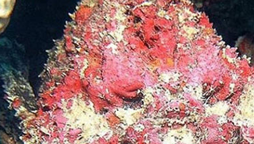 十大海洋恐怖生物,石头鱼一刺使人中毒直到死亡717 / 作者:明明是我 / 帖子ID:48637