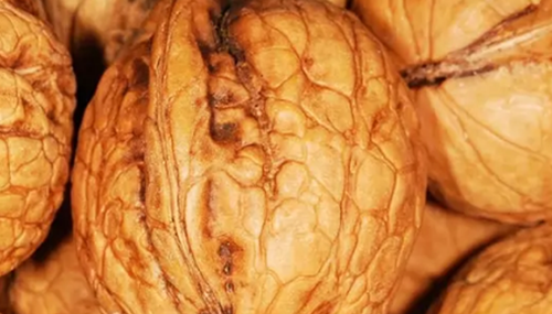养狗第一天就后悔了?狗狗不能吃的10种食物850 / 作者:明明是我 / 帖子ID:48618