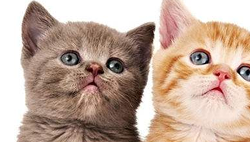 新手养猫注意事项!猫不能吃的10种食物426 / 作者:爱英语的人 / 帖子ID:48491