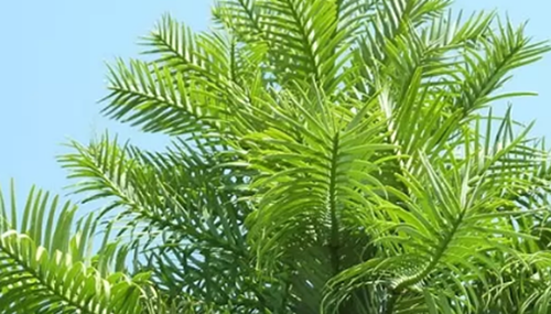 沙漠植物有哪些-盘点沙漠十大最耐旱的植物435 / 作者:爱英语的人 / 帖子ID:48519
