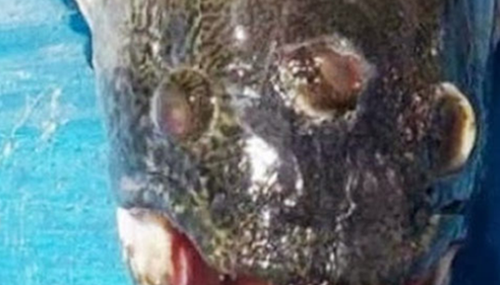 大自然真的很神奇-比恐龙更可怕10种动物534 / 作者:爱英语的人 / 帖子ID:48364