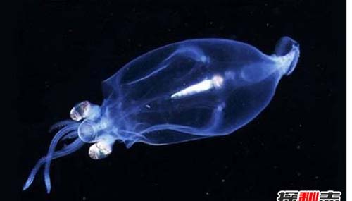 为什么说乌贼是四维生物?看得比人类更清晰966 / 作者:明明是我 / 帖子ID:48624