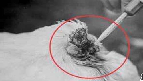 美国无头鸡麦克18个月不死之谜,鸡被砍了脑袋还能不能活-427 / 作者:爱英语的人 / 帖子ID:48461