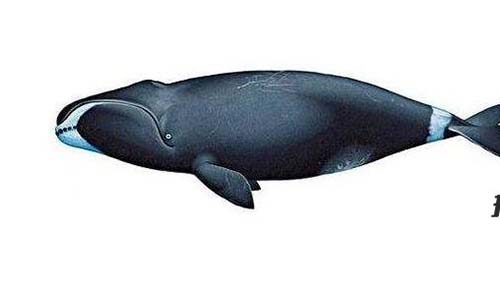 世界十大不死生物,竟可以不断循环生长328 / 作者:爱英语的人 / 帖子ID:48431