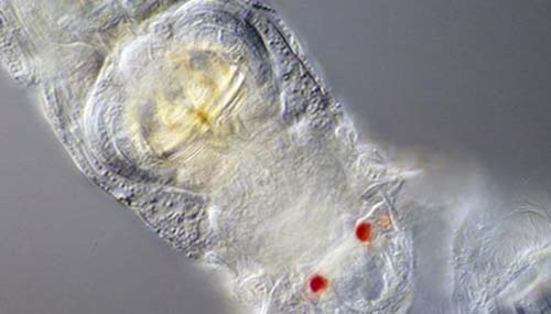 世界十大不死生物,竟可以不断循环生长668 / 作者:爱英语的人 / 帖子ID:48431