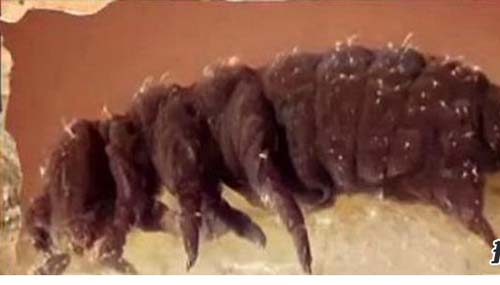 世界十大不死生物,竟可以不断循环生长48 / 作者:爱英语的人 / 帖子ID:48431